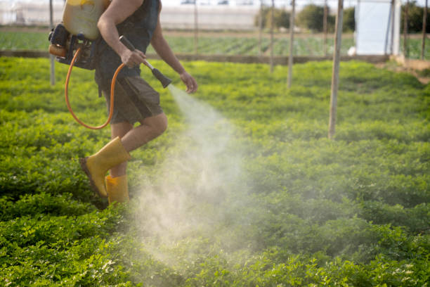 Best Affordable Pest Control Services  in Meadowdale, WA