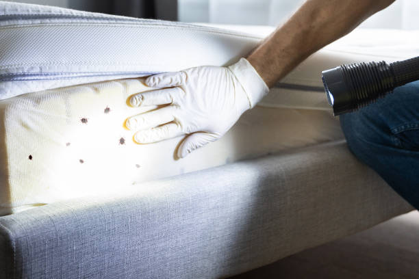 Best Rat Extermination Near Me  in Meadowdale, WA