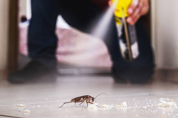 Best Best Pest Control Companies  in Meadowdale, WA