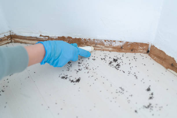 Best Local Pest Control Services  in Meadowdale, WA